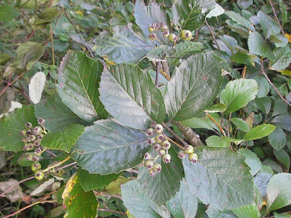 Sorbus ratisbonensis \ Regensburger Mehlbeere, D Regensburg 4.8.2011