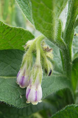 Symphytum x rakosiense \ Beinwell-Hybride, D Eichstätt 4.6.2012