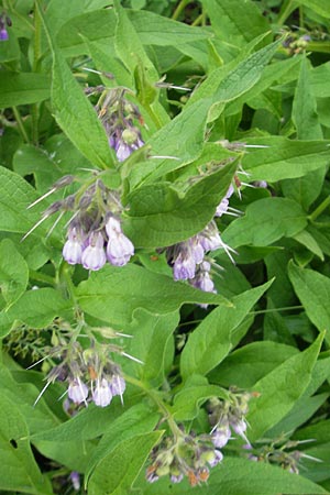 Symphytum uplandicum \ Futter-Beinwell / Russian Comfrey, D Eichstätt 4.6.2012