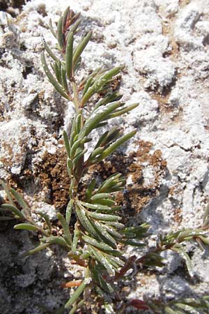 Suaeda maritima / Annual Sea Blite, D Philippsthal-Heimboldshausen 6.7.2013