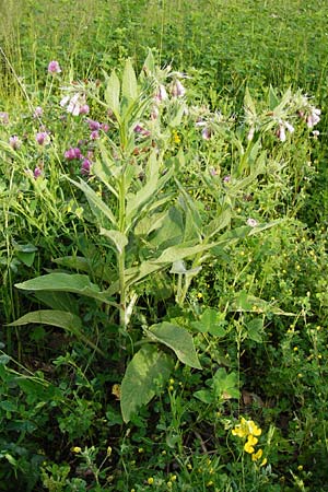 Symphytum uplandicum / Russian Comfrey, D Pforzheim 28.5.2014