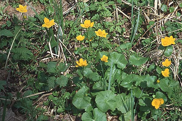 Caltha palustris \ Sumpf-Dotterblume / Marsh Marigold, D Donnersberg 30.4.2006