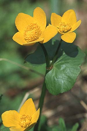 Caltha palustris \ Sumpf-Dotterblume, D Donnersberg 30.4.2006