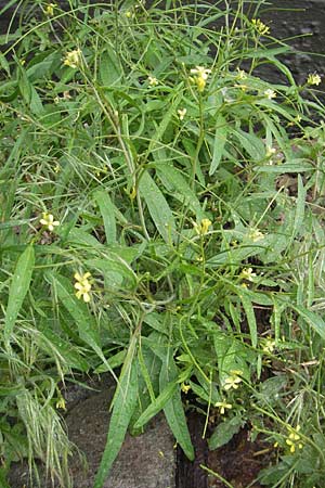 Sisymbrium orientale \ Orientalische Rauke / Eastern Rocket, D Mannheim 3.5.2009