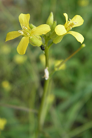 Sisymbrium orientale \ Orientalische Rauke, D Mannheim 3.5.2009