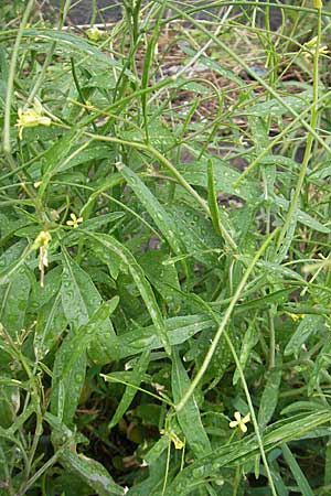 Sisymbrium orientale / Eastern Rocket, D Mannheim 3.5.2009