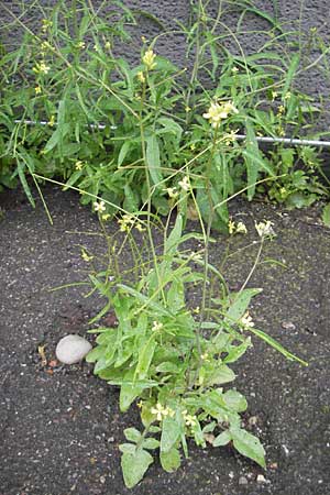 Sisymbrium orientale, Orientalische Rauke