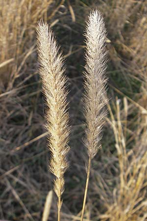 Setaria pumila \ Rote Borstenhirse, Fuchsrote Borstenhirse, D Mannheim 17.10.2011