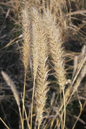 Setaria pumila \ Rote Borstenhirse, Fuchsrote Borstenhirse / Yellow Bristle Grass, D Mannheim 17.10.2011