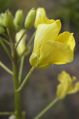 Diplotaxis tenuifolia \ Schmalblttriger Doppelsame, Ruccola / Perennial Wall Rocket, D Mannheim 15.5.2012