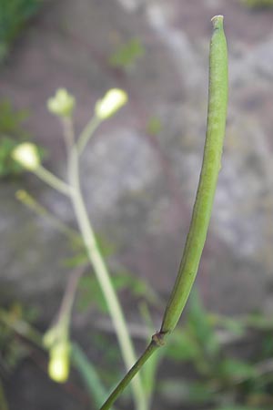 Diplotaxis tenuifolia \ Schmalblttriger Doppelsame, Ruccola / Perennial Wall Rocket, D Mannheim 15.5.2012