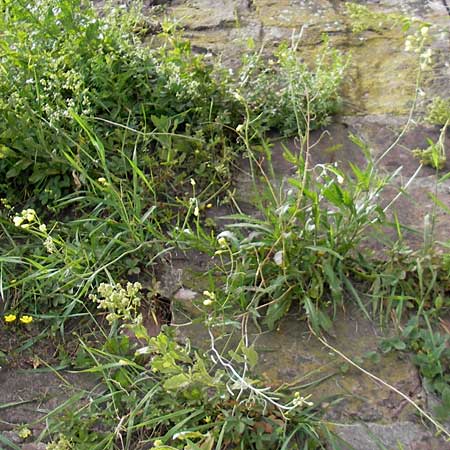 Diplotaxis tenuifolia / Perennial Wall Rocket, D Mannheim 15.5.2012