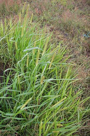 Setaria pumila \ Rote Borstenhirse, Fuchsrote Borstenhirse / Yellow Bristle Grass, D Mannheim 13.7.2012