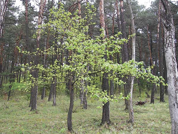 Sorbus x vagensis \ Rundblttrige Bastard-Elsbeere, D Leinach 4.5.2013