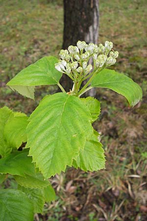 Sorbus x vagensis \ Rundblttrige Bastard-Elsbeere, D Leinach 4.5.2013