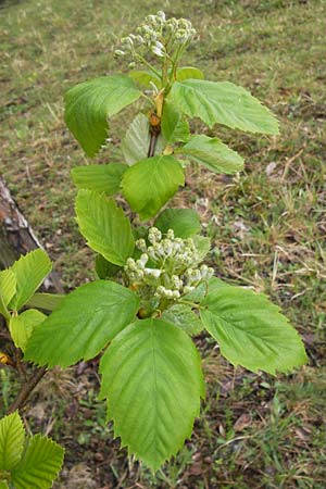 Sorbus x vagensis \ Rundblttrige Bastard-Elsbeere, D Leinach 4.5.2013