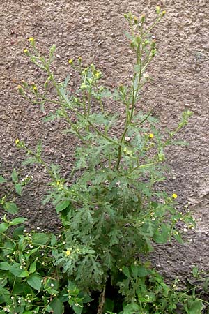 Senecio viscosus \ Klebriges Greiskraut, D Thüringen, Erfurt 10.8.2013