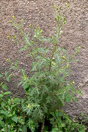 Senecio viscosus \ Klebriges Greiskraut / Sticky Groundsel, D Thüringen, Erfurt 10.8.2013