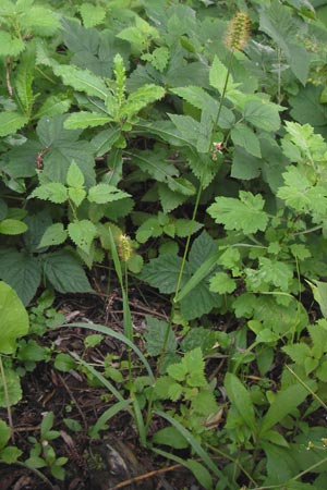 Setaria pumila \ Rote Borstenhirse, Fuchsrote Borstenhirse, D Mannheim 22.9.2013