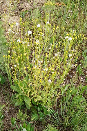 Senecio vernalis \ Frhlings-Greiskraut / Eastern Groundsel, D Mannheim 15.5.2014