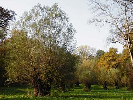 Salix alba \ Silber-Weide / White Willow, D Ketsch 2.11.2014