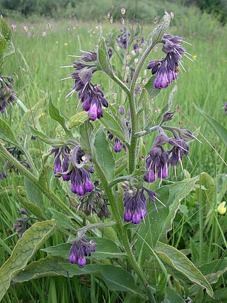 Symphytum officinale \ Gewhnlicher Arznei-Beinwell, D Hurlach 8.6.2008