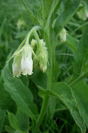 Symphytum tuberosum / Tuberous Comfrey, D Dhaun 16.6.2008