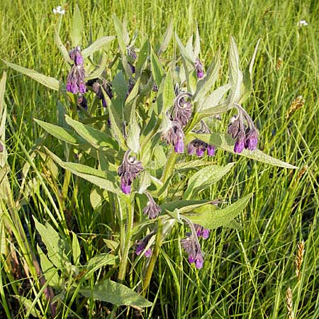 Symphytum officinale \ Gewhnlicher Arznei-Beinwell / Common Comfrey, D Wörth-Büchelberg 23.4.2009