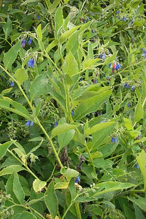 Symphytum asperum \ Rauer Beinwell / Rough Comfrey, D Botan. Gar.  Universit.  Mainz 11.7.2009