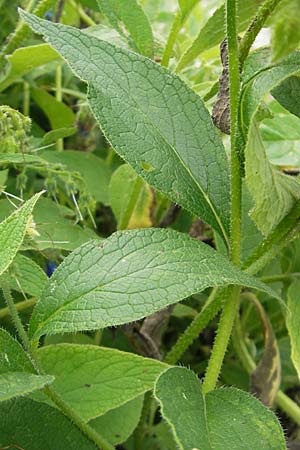 Symphytum asperum \ Rauer Beinwell / Rough Comfrey, D Botan. Gar.  Universit.  Mainz 11.7.2009