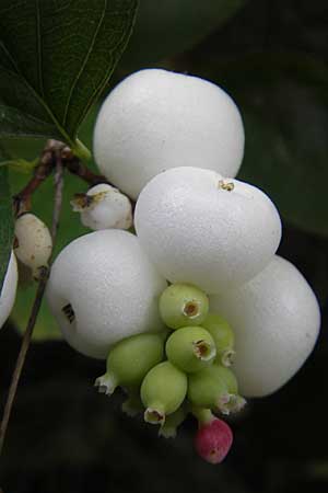 Symphoricarpos albus \ Schneebeere / Snowberry, D Bad Dürkheim 20.9.2009