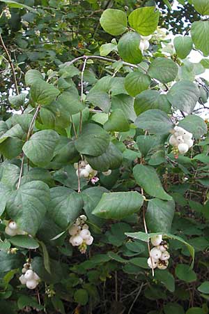 Symphoricarpos albus \ Schneebeere / Snowberry, D Bad Dürkheim 20.9.2009