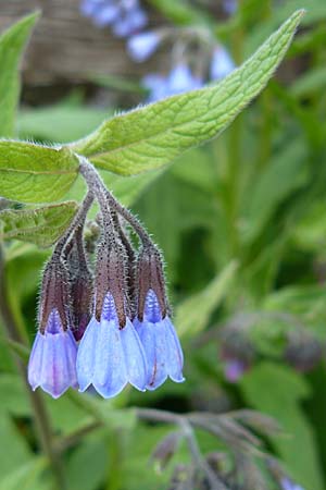 Symphytum caucasicum \ Kaukasus-Beinwell / Caucasian Comfrey, Blue Comfrey, D Krumbach 8.5.2010