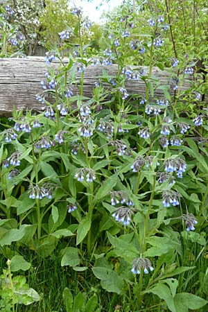 Symphytum caucasicum \ Kaukasus-Beinwell / Caucasian Comfrey, Blue Comfrey, D Krumbach 8.5.2010