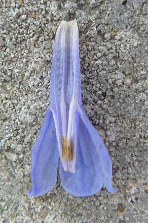 Symphytum caucasicum \ Kaukasus-Beinwell / Caucasian Comfrey, Blue Comfrey, D Krumbach 8.5.2010
