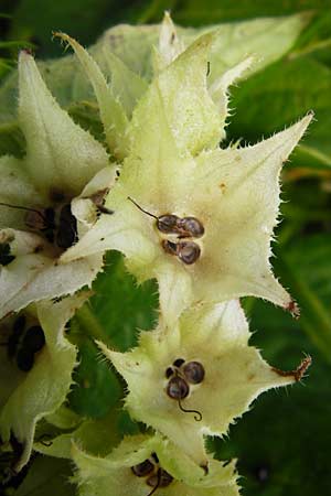 Symphytum officinale \ Gewhnlicher Arznei-Beinwell, D Groß-Gerau 23.8.2014