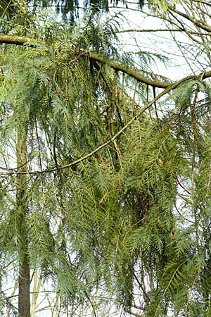 Chamaecyparis lawsoniana \ Lawsons Schein-Zypresse / Lawson False Cypress, Port Orford Cedar, D Weinheim an der Bergstraße 17.3.2009