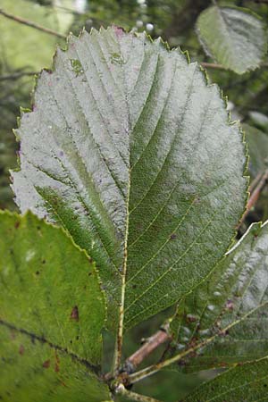 Sorbus schuwerkiorum / Schuwerk's Whitebeam, D Greding 5.8.2011