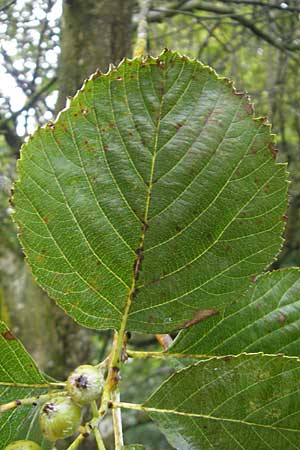 Sorbus schuwerkiorum / Schuwerk's Whitebeam, D Greding 5.8.2011