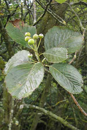 Sorbus schuwerkiorum \ Schuwerks Mehlbeere / Schuwerk's Whitebeam, D Greding 5.8.2011