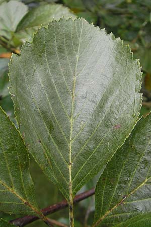 Sorbus schuwerkiorum / Schuwerk's Whitebeam, D Greding 5.8.2011