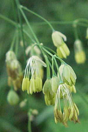 Thalictrum minus \ Kleine Wiesenraute / Lesser Meadow-Rue, D Karlstadt 16.6.2007