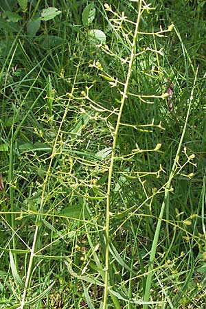 Thesium bavarum \ Bayerischer Bergflachs, Bayerisches Leinblatt / Bavarian Bastard Toadflax, D Mosbach 7.7.2007