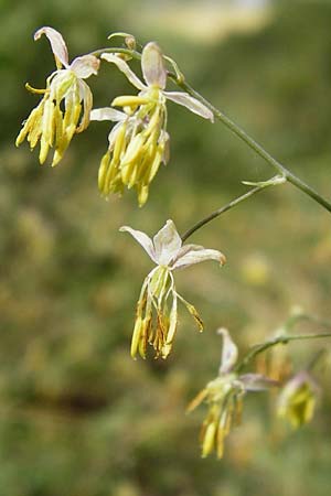 Thalictrum minus \ Kleine Wiesenraute / Lesser Meadow-Rue, D Kinding 15.6.2014