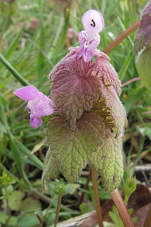 Lamium purpureum, Red Dead-Nettle