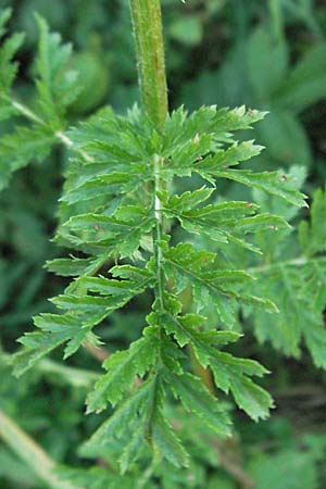 Tanacetum corymbosum \ Ebenstruige Wucherblume, D Neuleiningen 1.7.2006