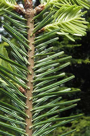 Abies alba \ Wei-Tanne / Common Silver Fir, D Heidelberg 18.4.2007