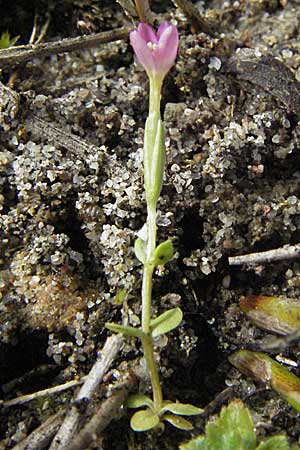 Centaurium pulchellum \ Kleines Tausendgldenkraut, D Germersheim-Lingenfeld 28.7.2007