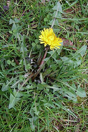 Taraxacum debrayi \ Debrays Lwenzahn, D Karlsruhe 19.4.2008