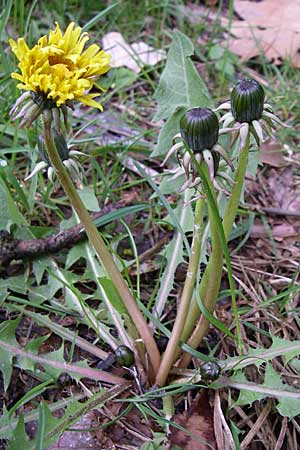 Taraxacum debrayi \ Debrays Lwenzahn / Debray's Dandelion, D Karlsruhe 19.4.2008